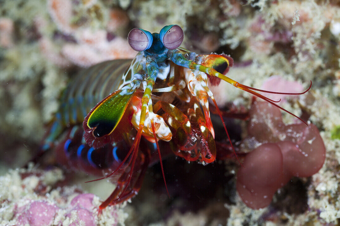 Mantis Shrimp, Odontodactylus scyllarus, Raja Ampat, West Papua, Indonesia