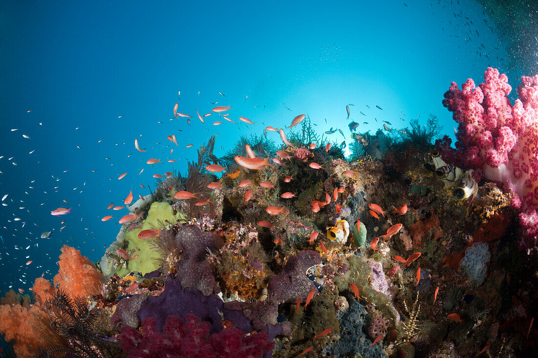 Fahnenbarsche am Riff, Pseudanthias cheirospilos, Raja Ampat, West Papua, Indonesien