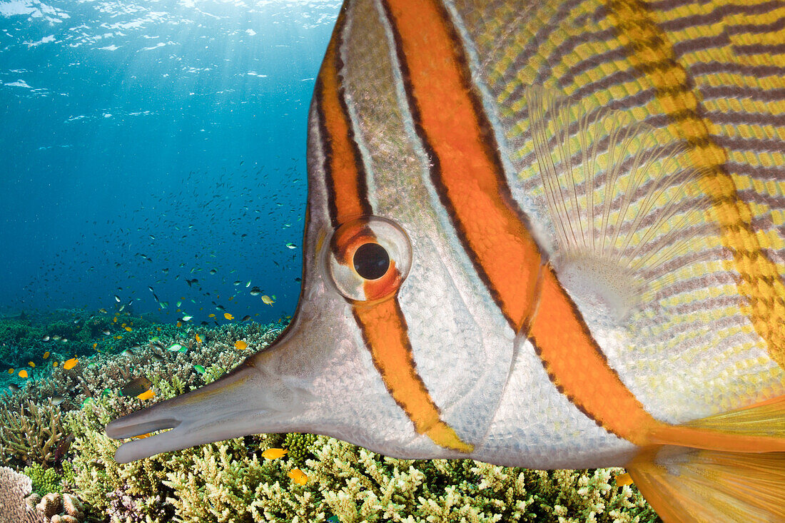 Beaked Coralfish, Chelmon rostratus, Raja Ampat, West Papua, Indonesia
