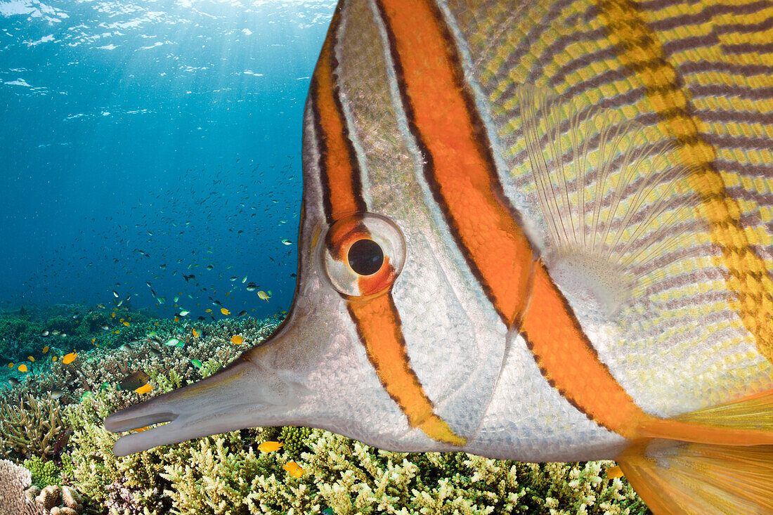 Kupferstreifen-Pinzettfisch, Chelmon rostratus, Raja Ampat, West Papua, Indonesien