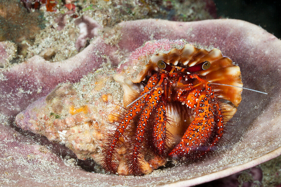 Roter Einsiedlerkrebs, Dardanus megistos, Raja Ampat, West Papua, Indonesien