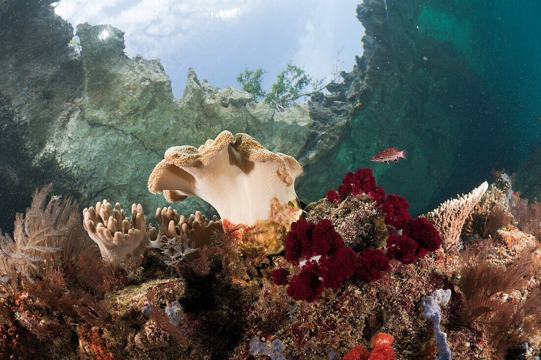 Shallow Coral Reef, Raja Ampat, West Papua, Indonesia