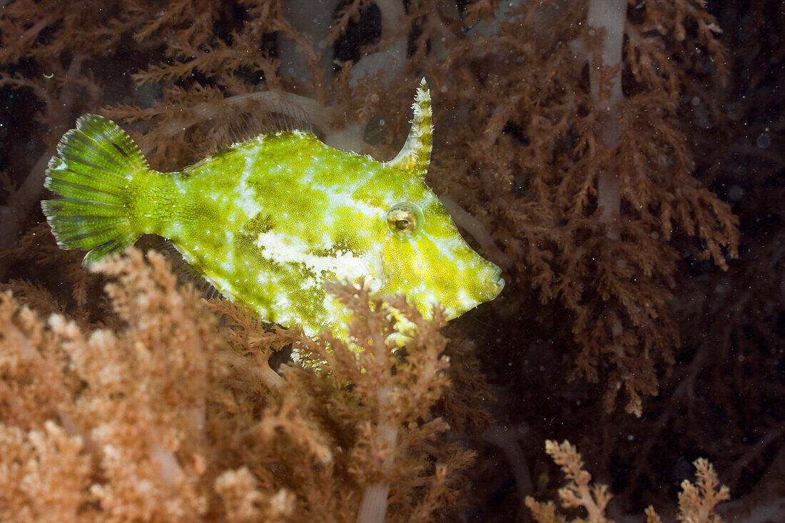 Seagrass Filefish, Acreichthys tomentosus, Raja Ampat, West Papua, Indonesia