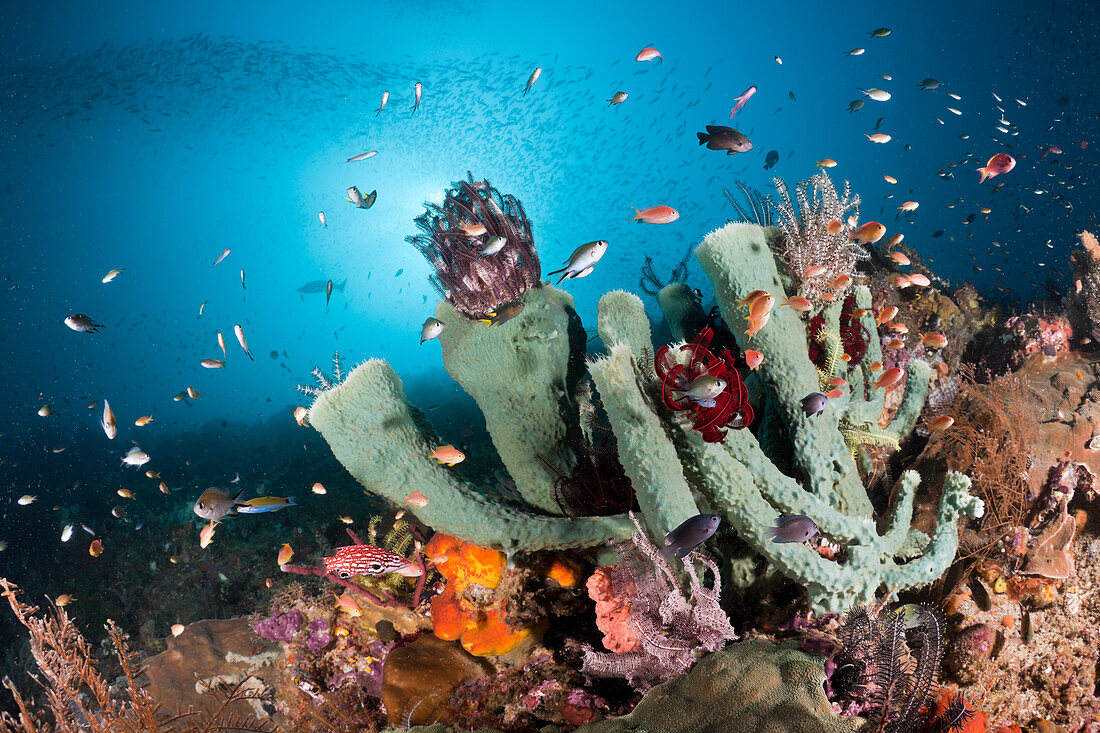 Riff mit bunten Korallenfischen, Raja Ampat, West Papua, Indonesien