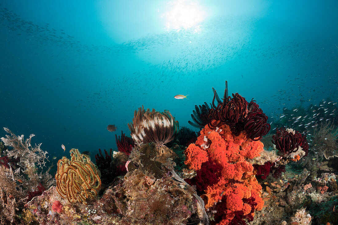 Crinoids on Coral Reef, Comanthina sp., Raja Ampat, West Papua, Indonesia