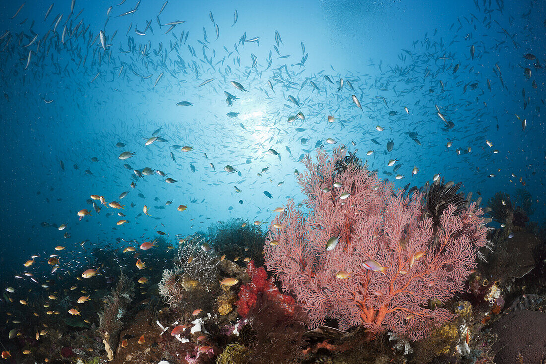 Knotenfaecher und bunte Korallenfische, Melithaea sp., Raja Ampat, West Papua, Indonesien