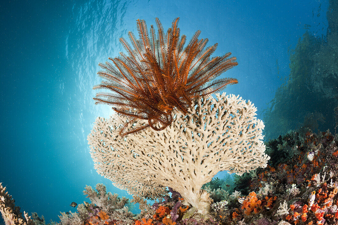 Federstern sitzt auf kleiner Tischkoralle, Comanthina sp., Raja Ampat, West Papua, Indonesien