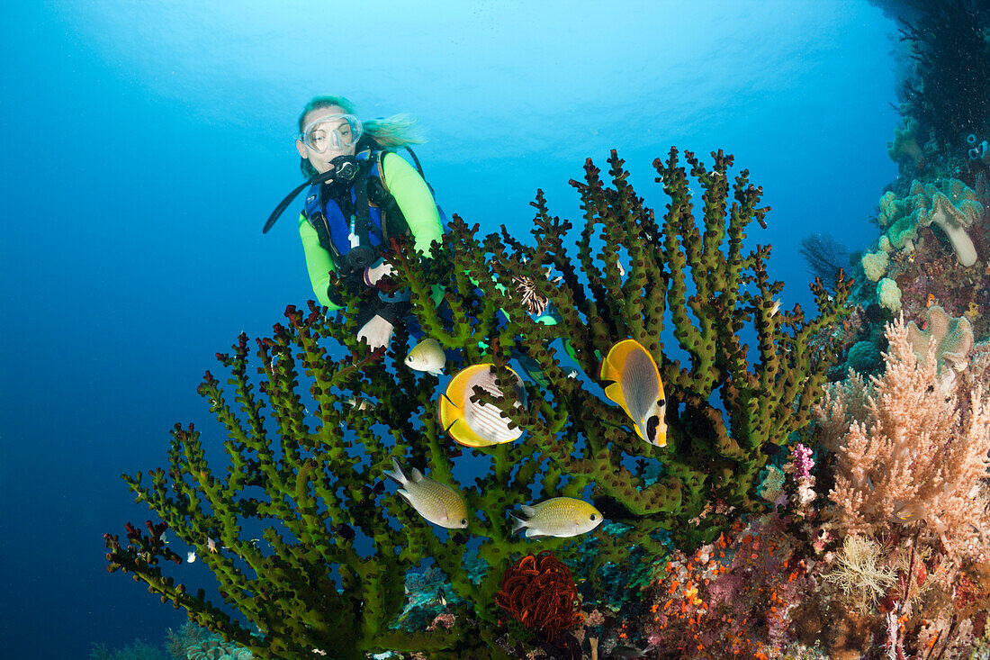 Taucher entdeckt Falterfische, Chaetodon adiergastos, Raja Ampat, West Papua, Indonesien