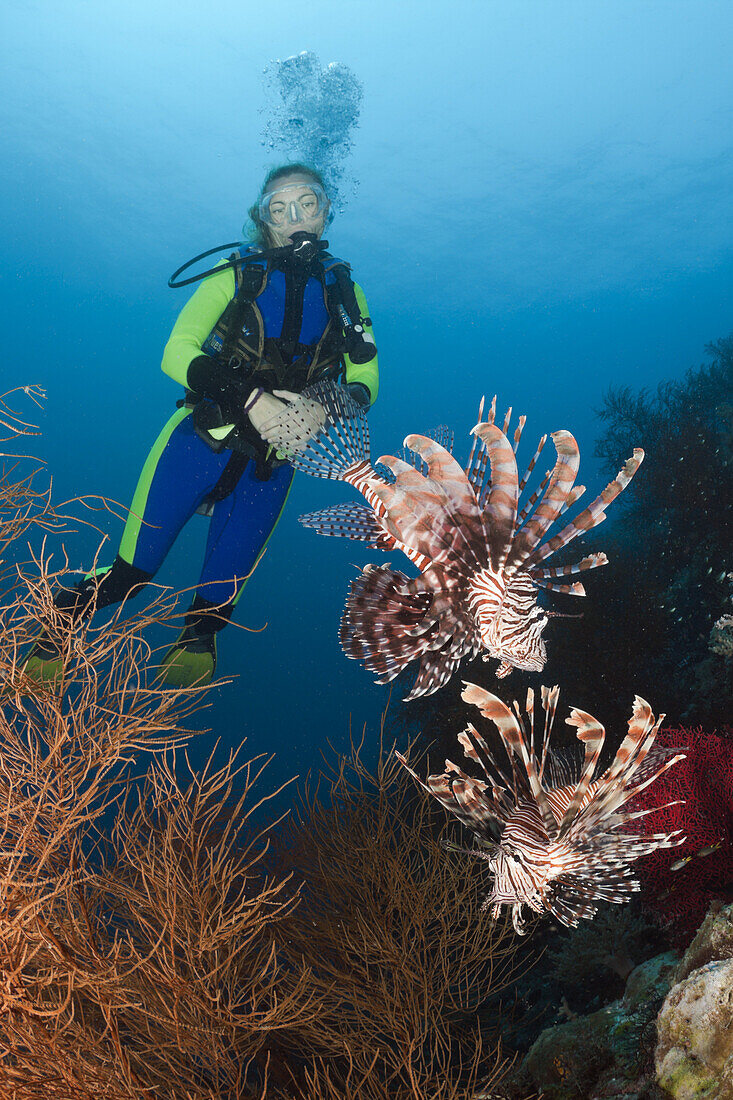 Rotfeuerfische und Taucher, Pterois volitans, Raja Ampat, West Papua, Indonesien