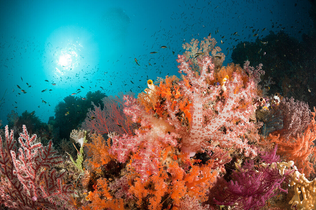 Bunte Weichkorallen, Dendronephthya sp., Raja Ampat, West Papua, Indonesien