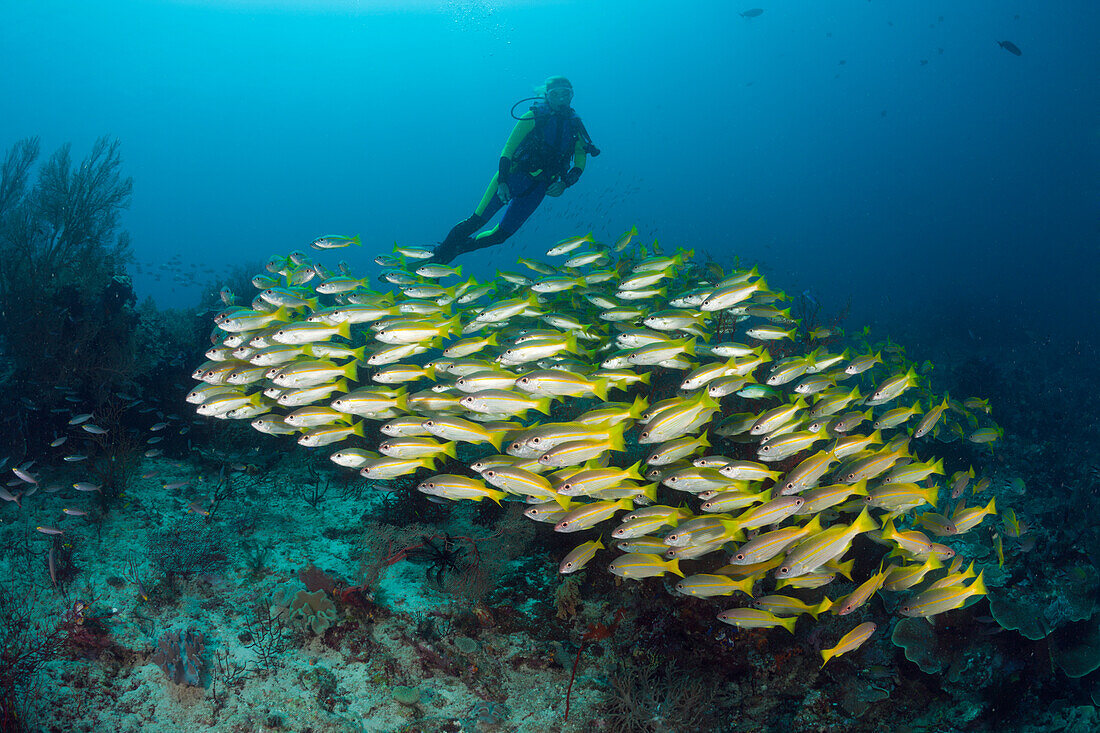 Bigeye Snapper and Scuba Diver, Lutjanus lutjanus, Raja Ampat, West Papua, Indonesia