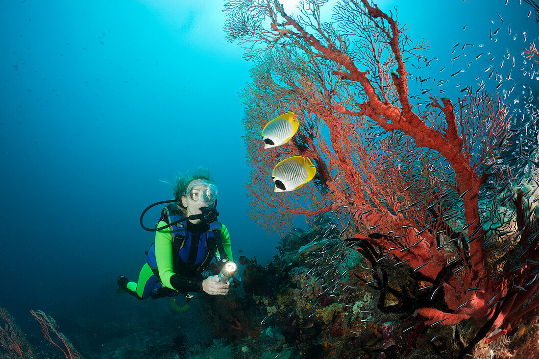 Panda-Falterfische und Taucher, Chaetodon adiergastos, Raja Ampat, West Papua, Indonesien