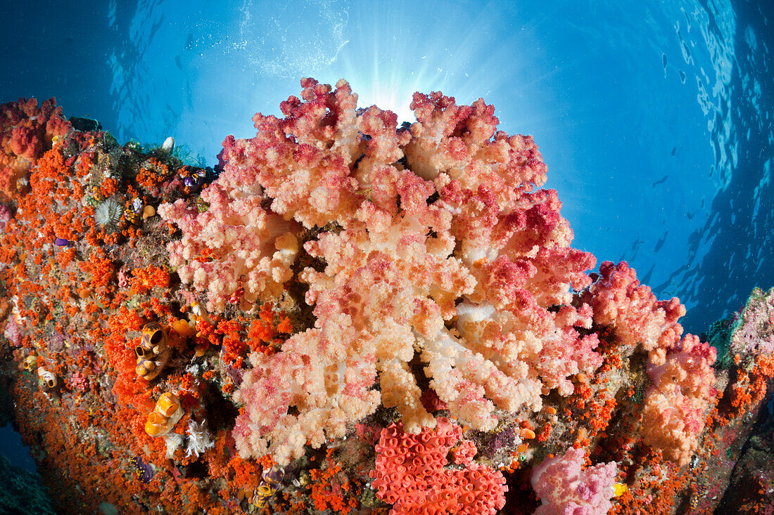 Soft Corals, Dendronephthya sp., Raja Ampat, West Papua, Indonesia