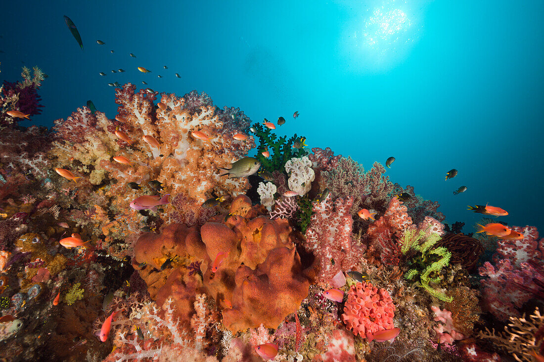 Healthy Coral Reef, Raja Ampat, West Papua, Indonesia
