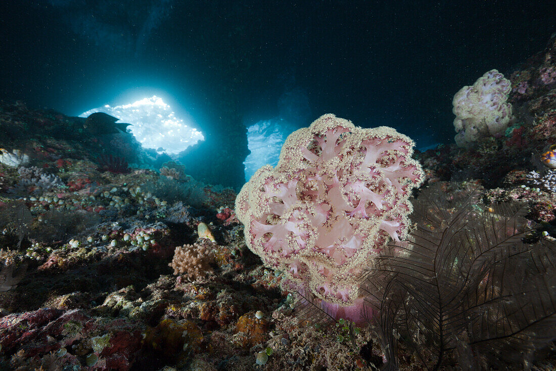 Kugeliges Schleierbaeumchen in Grotte, Dendronephthya mucronata, Raja Ampat, West Papua, Indonesien