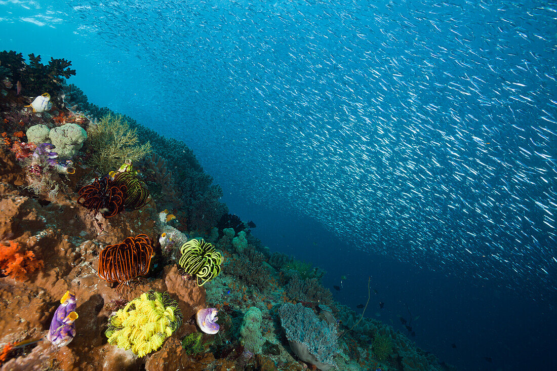 Schwarm Aehrenfische ueber Korallenriff, Atherinidae, Raja Ampat, West Papua, Indonesien