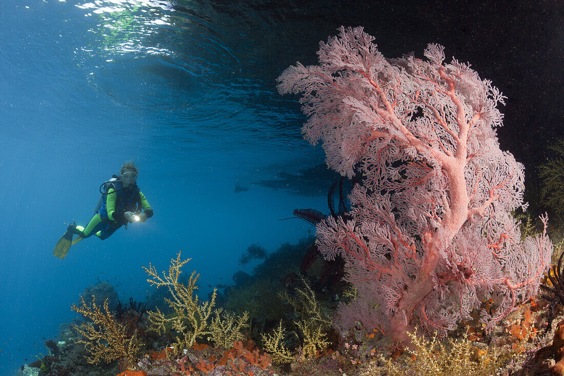 Taucherin und Korallenriff, Raja Ampat, West Papua, Indonesien