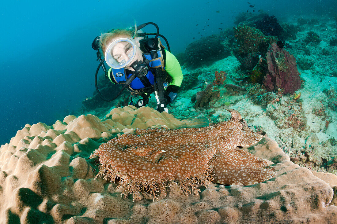 Tasselled Wobbegong and Scuba Diver, Eucrossorhinchus dasypogon, Raja Ampat, West Papua, Indonesia