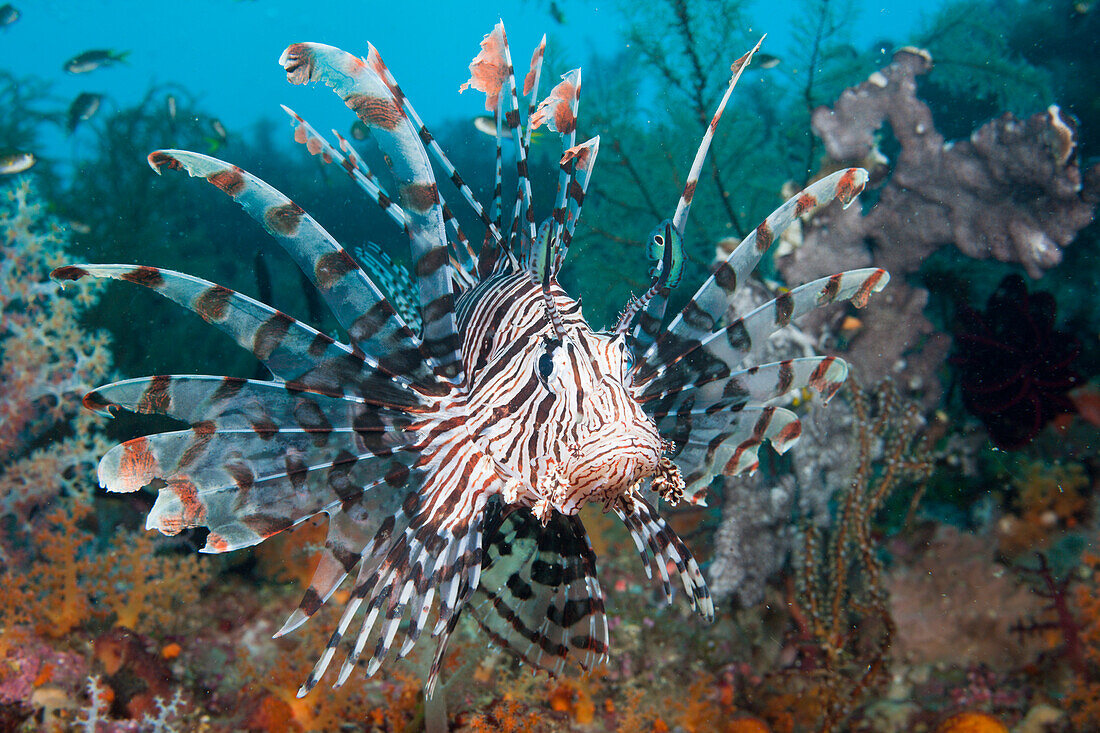 Lionfish, Pterois volitans, Raja Ampat, West Papua, Indonesia