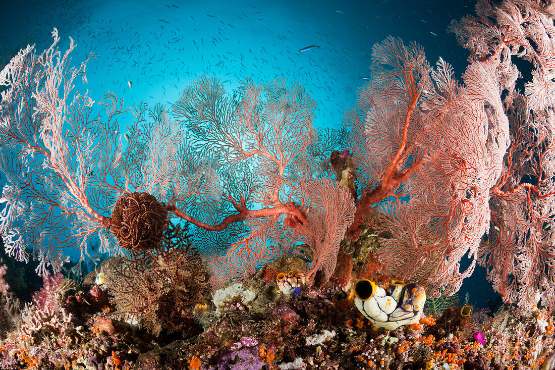 Knotenfaecher in Korallenriff, Melithaea sp., Raja Ampat, West Papua, Indonesien