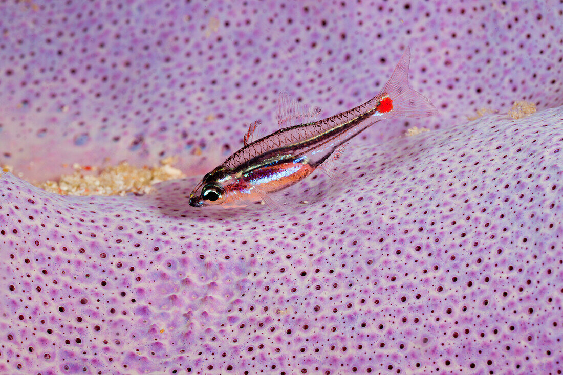 Rotfleck-Kardinalfisch in Schwamm, Apogon parvulus, Raja Ampat, West Papua, Indonesien