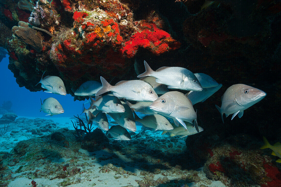 Schwarm Graue Schnapper, Lutjanus griseus, Cozumel, Karibik, Mexiko