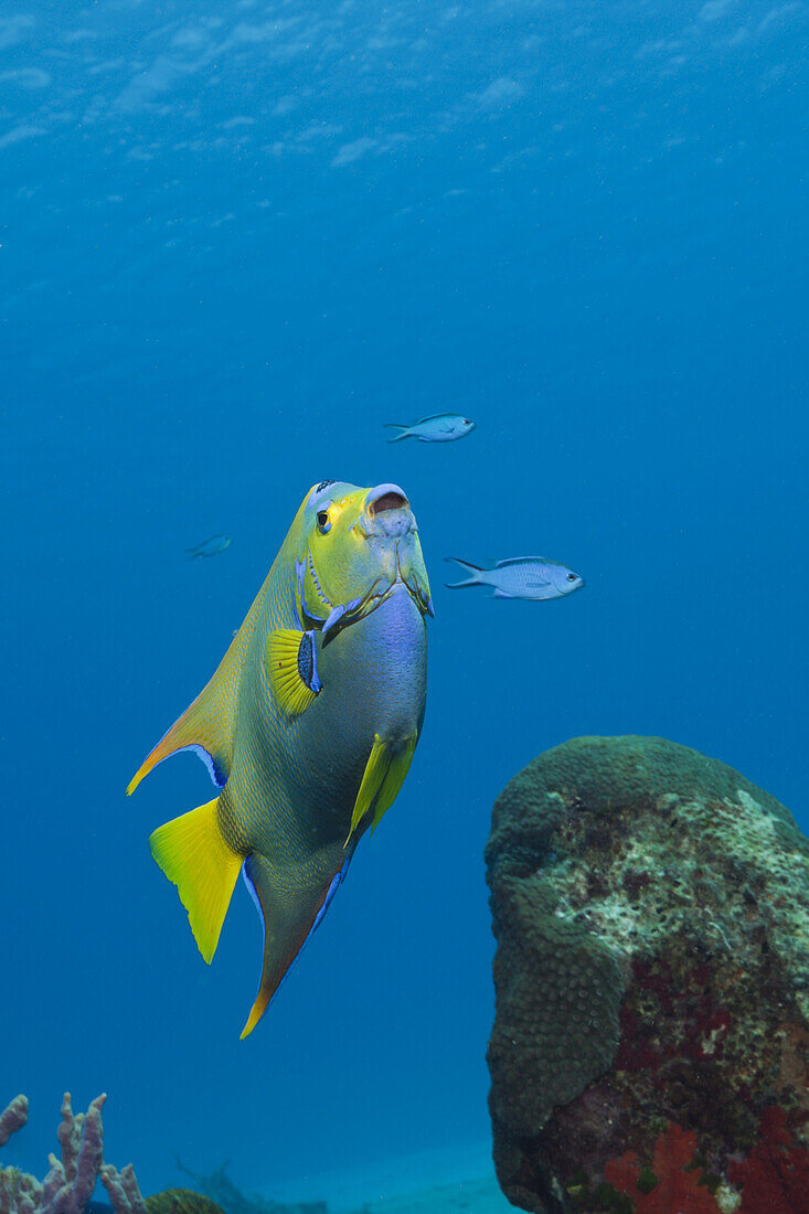 Diadem-Kaiserfisch, Holacanthus ciliaris, Cozumel, Karibik, Mexiko