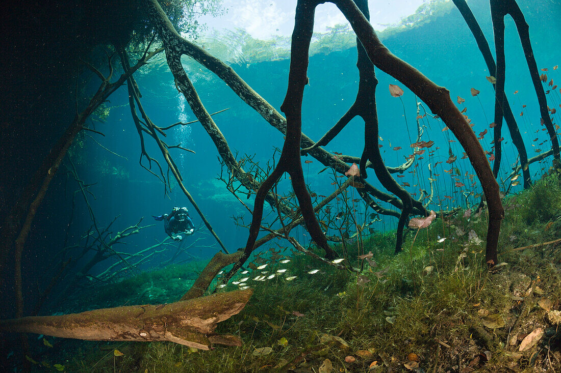 Scuba Diver in Car Wash Cenote Aktun Ha, Tulum, Yucatan Peninsula, Mexico