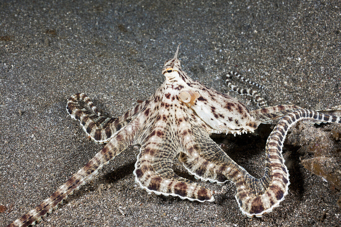 Mimikry Oktopus, Thaumoctopus mimicus, Lembeh Strait, Nord Sulawesi, Indonesien