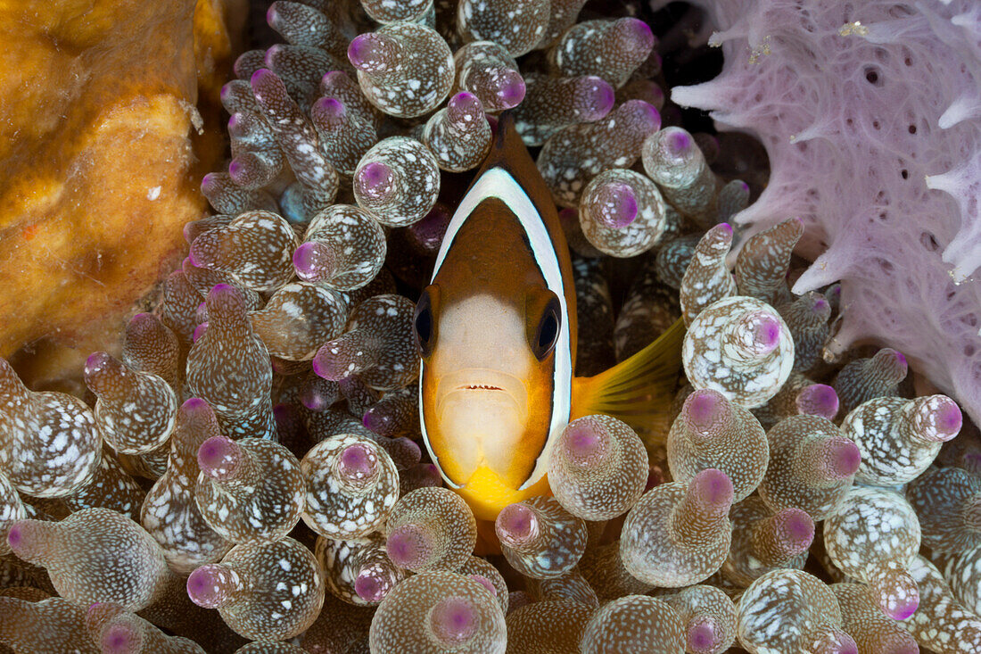 Clarks Anemonefish in Bubble Anemone, Amphiprion clarkii, Entacmaea quadricolor, Lembeh Strait, North Sulawesi, Indonesia
