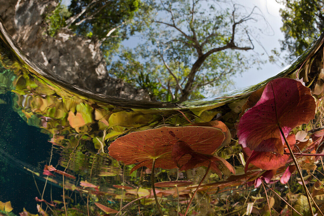 Water Lilies in Gran Cenote, Tulum, Yucatan Peninsula, Mexico