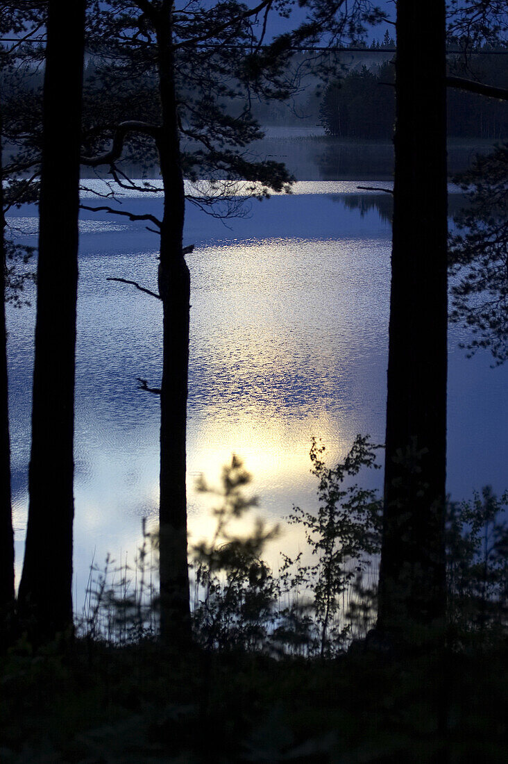 Copse at lake