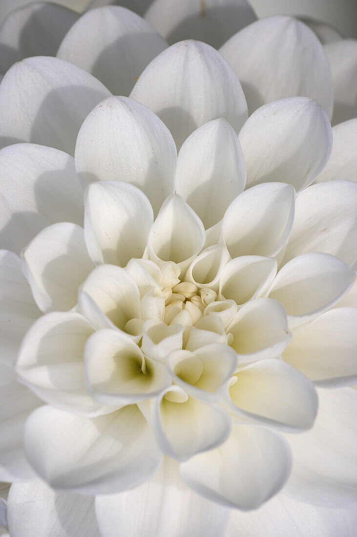 Blütenblätter einer weißen Dahlie