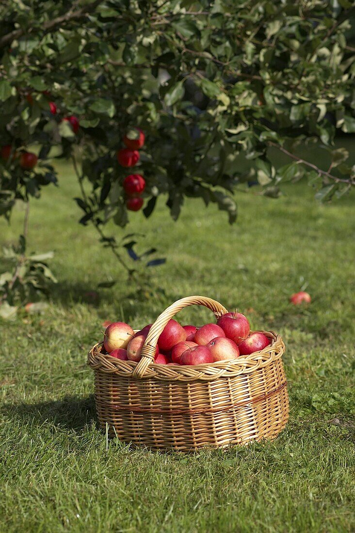 Ein Korb mit roten Äpfel unter den Apfelbaum auf der Wiese
