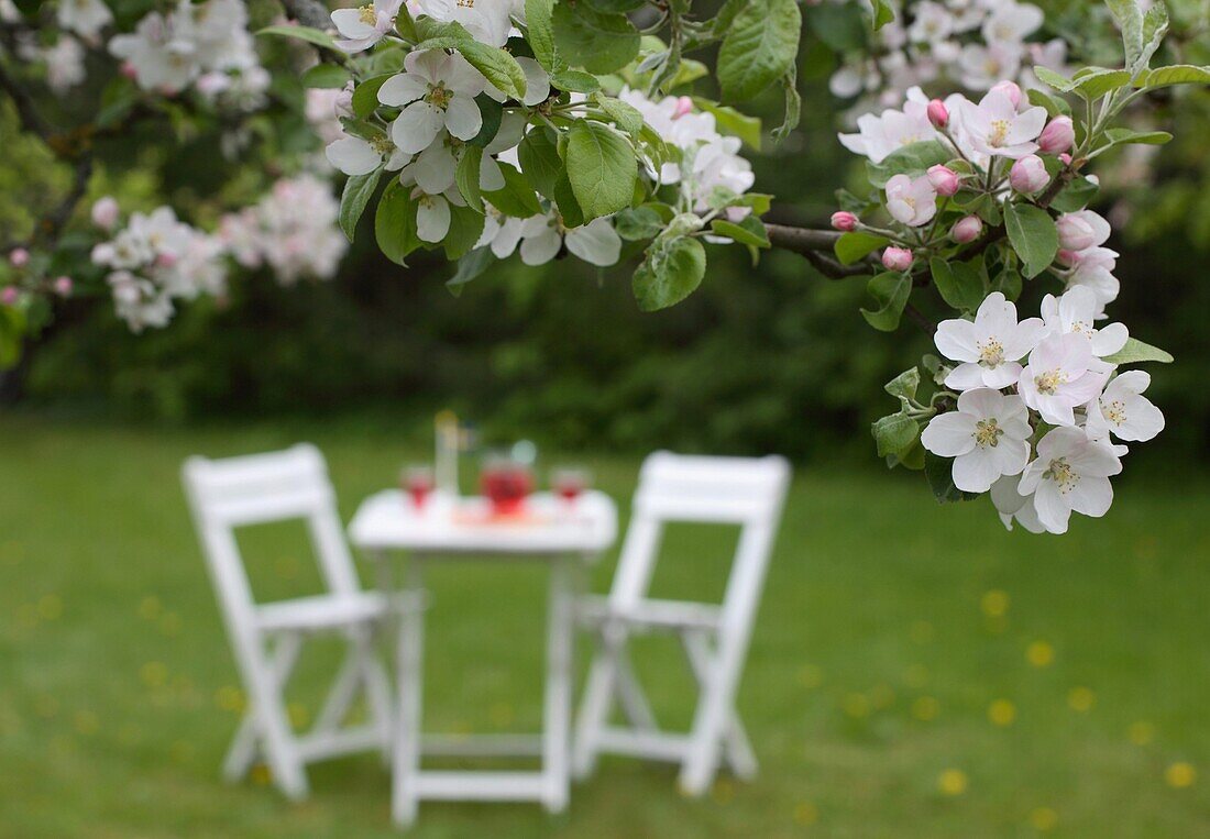 Apfelblüten in einem Garten mit Tisch und Stühle im Hintergrund