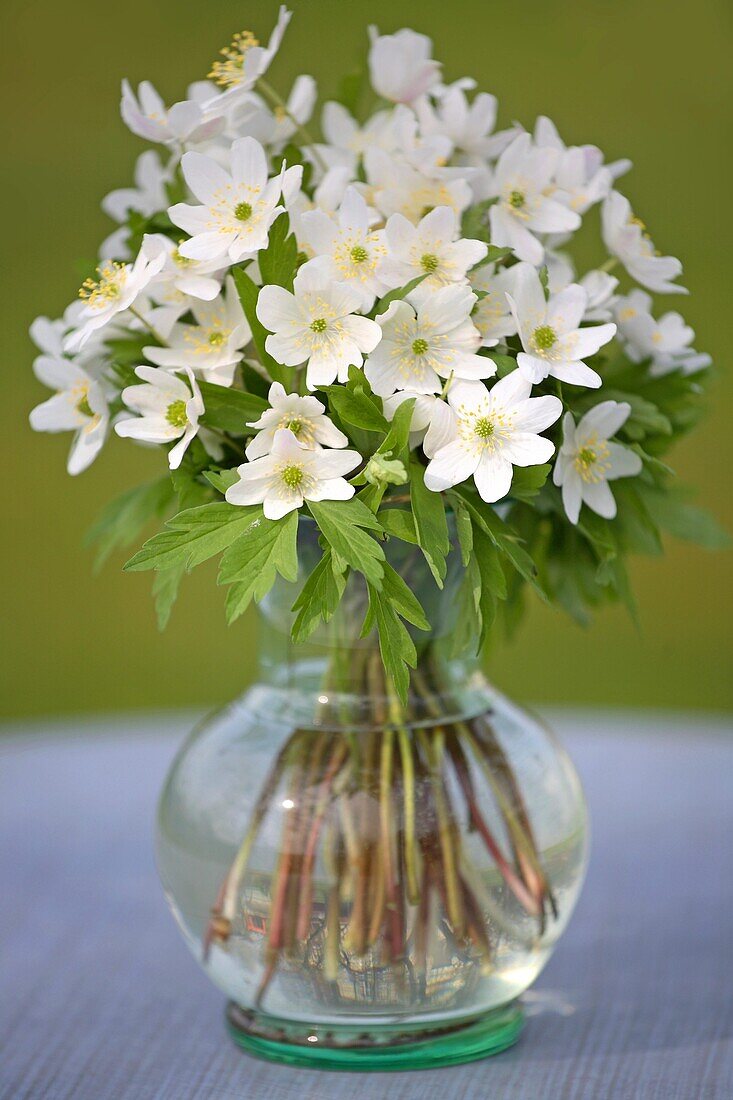 Blumenstrauß aus Buschwindröschen in einer Vase auf dem Tisch