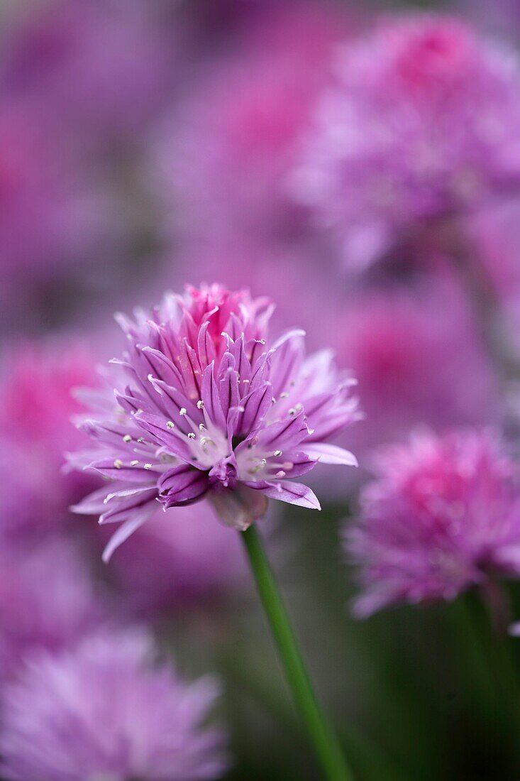 Blütenblätter einer violetten Blume im Sommer