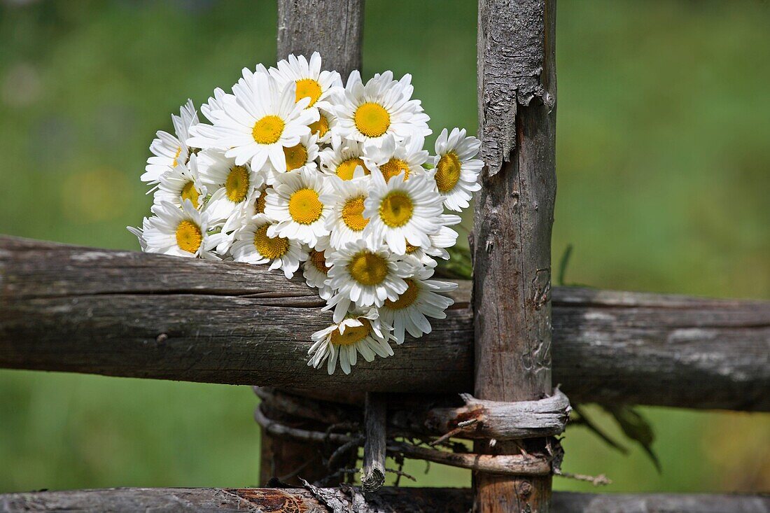 Chamomiles in a fwooden fence in summer