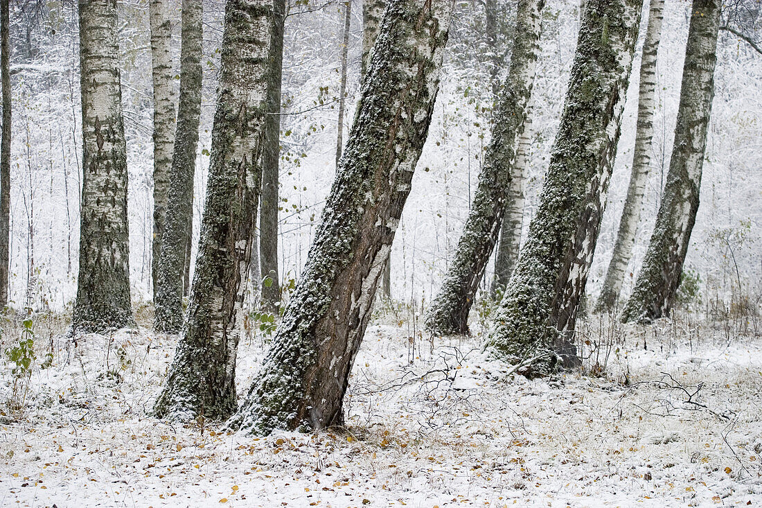 Trunks of birches at the forest in winter