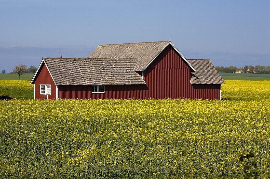 Bauernhaus in einem Rapsfeld, Schweden, Europa