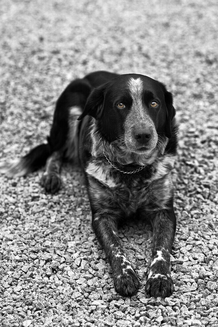 Pointer lyeing on the belly looking into the camera