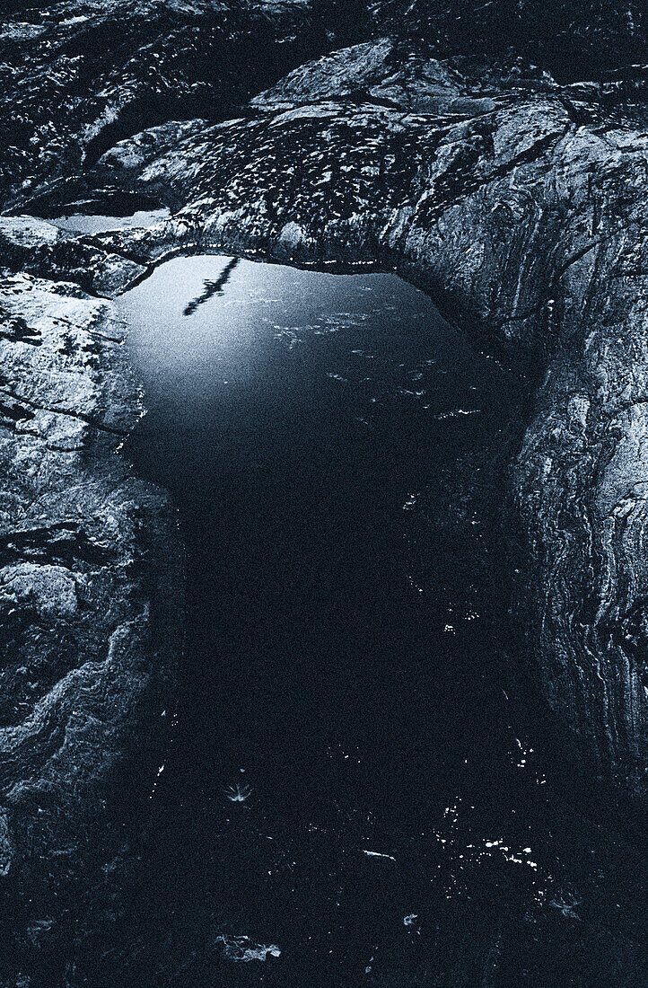 Reflection of a bird in a puddle of water