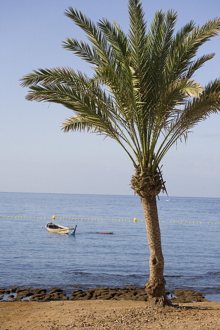 Eine Palme am Strand und Boot im Wasser