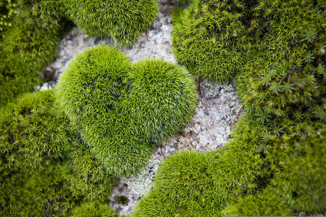 Moss in the form of heart on a stone