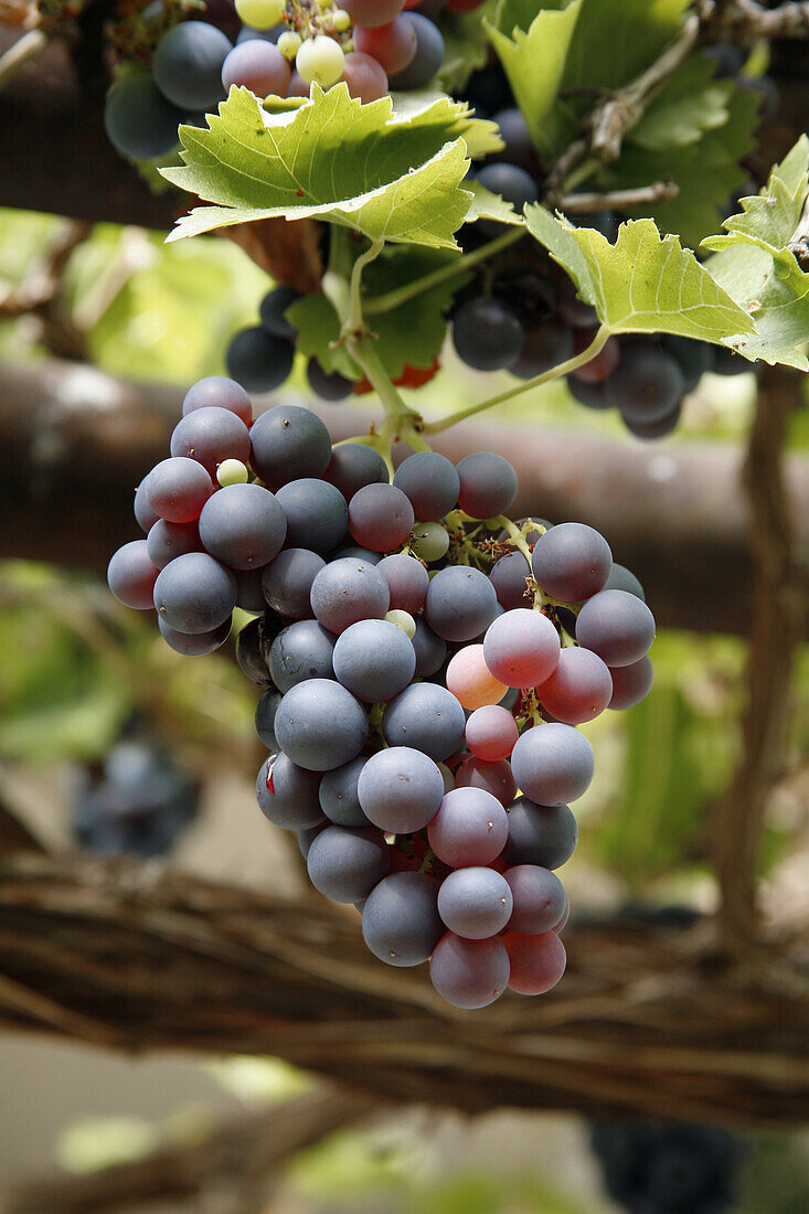 Grapes