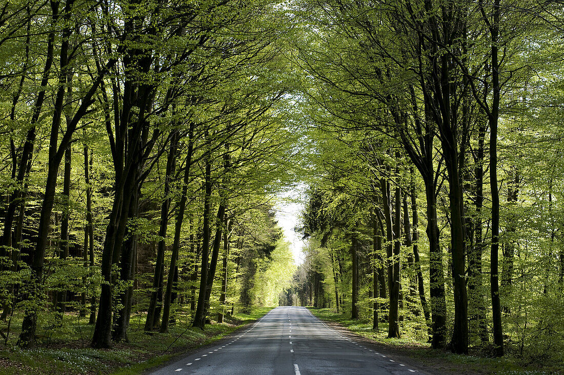 Spring in beech wood