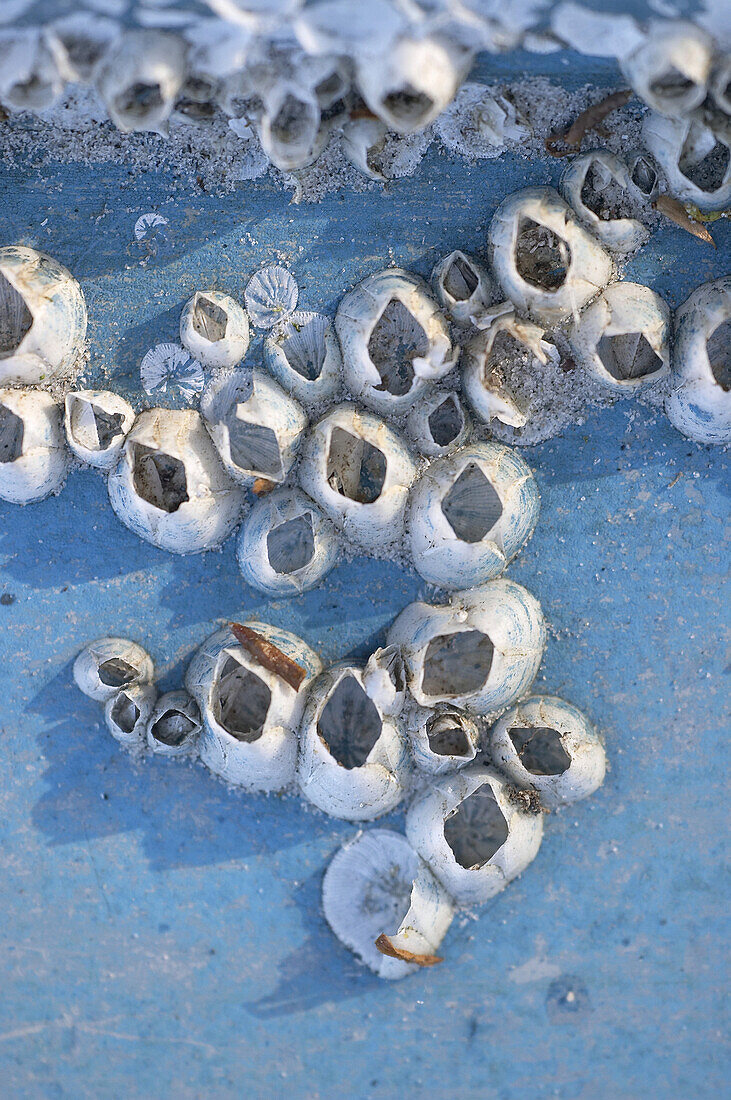 Barnacles