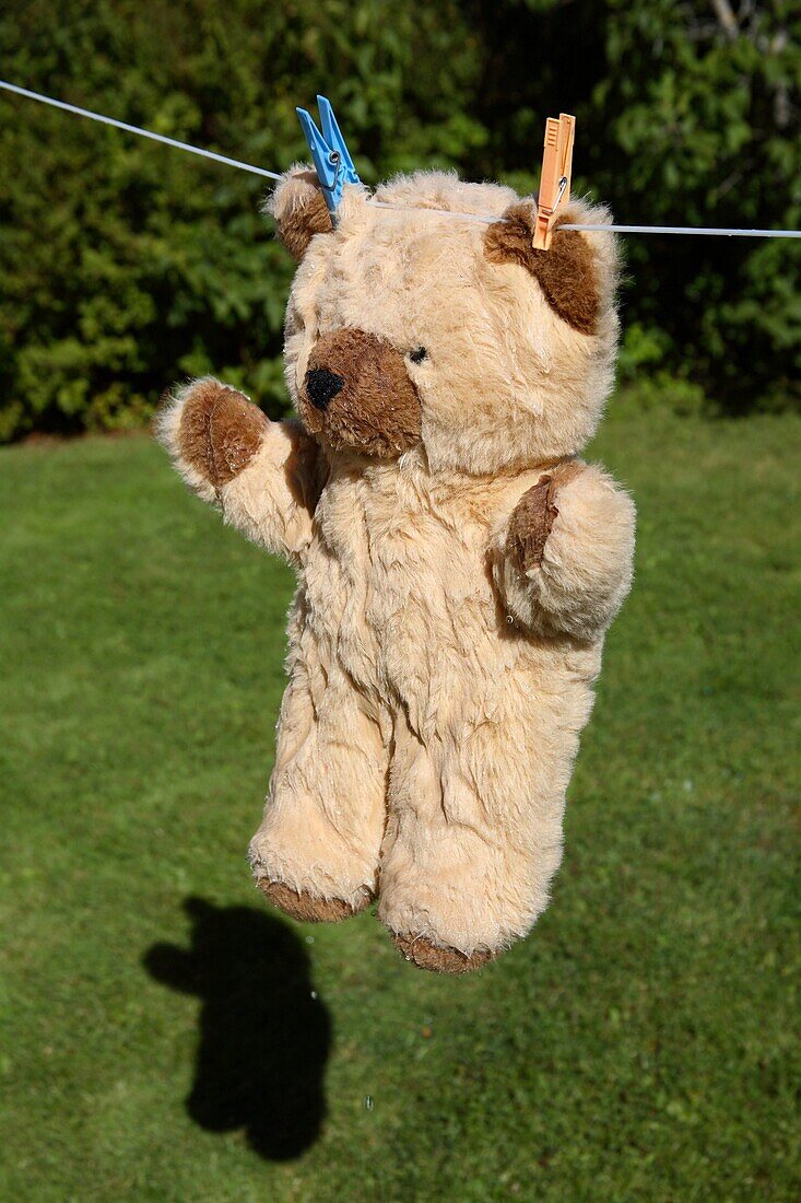 Teddy bear on clothesline