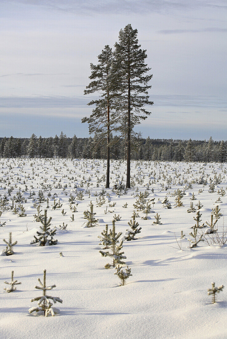 Planting of spruce in winter