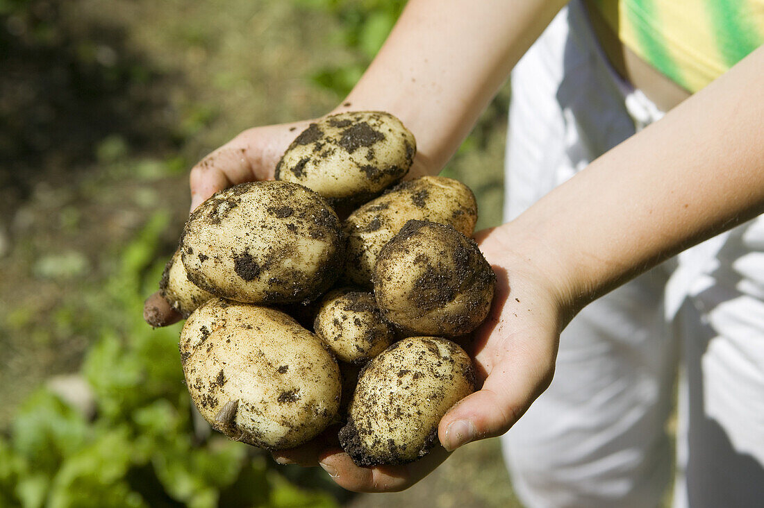 Girl with new potatoes in her hands